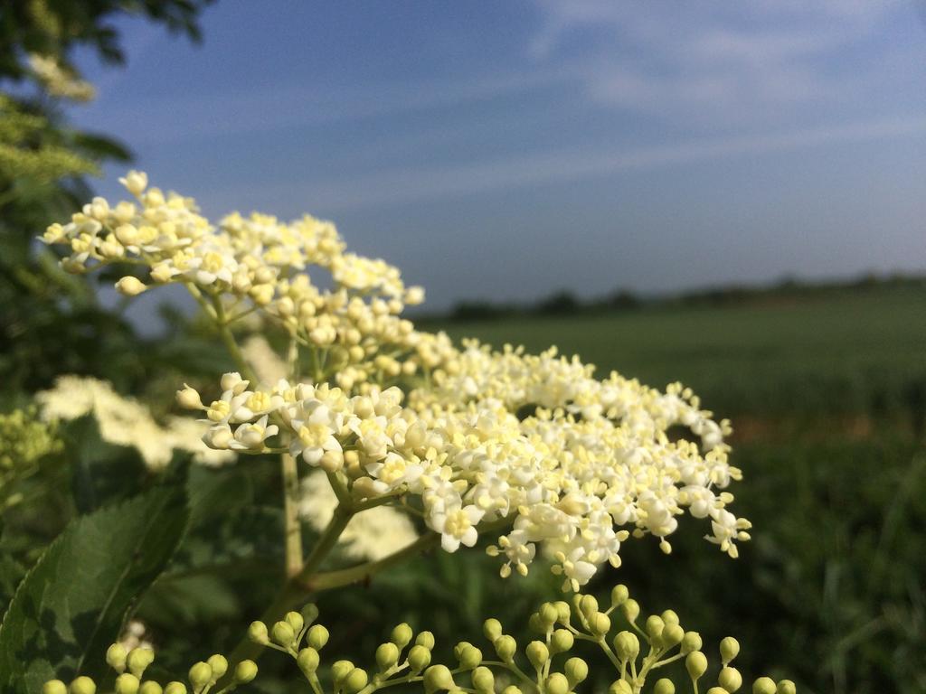 Alte Heimat Schwegenheim
