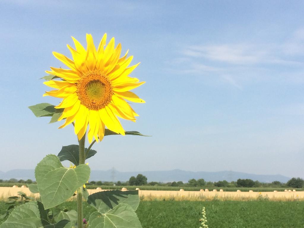 Alte Heimat * Schwegenheim